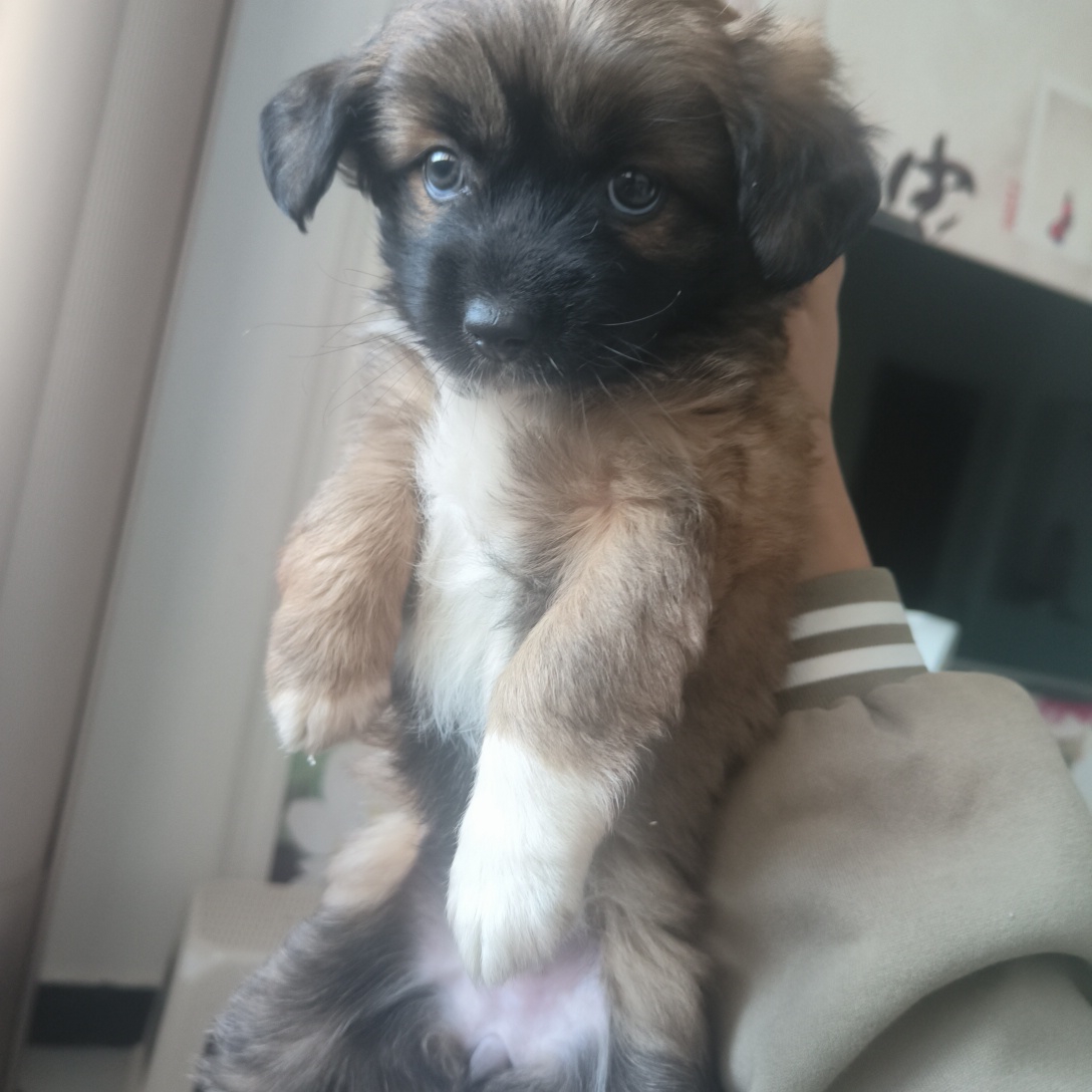 小乖乖中华田园犬一只